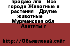 продаю лпх - Все города Животные и растения » Другие животные   . Мурманская обл.,Апатиты г.